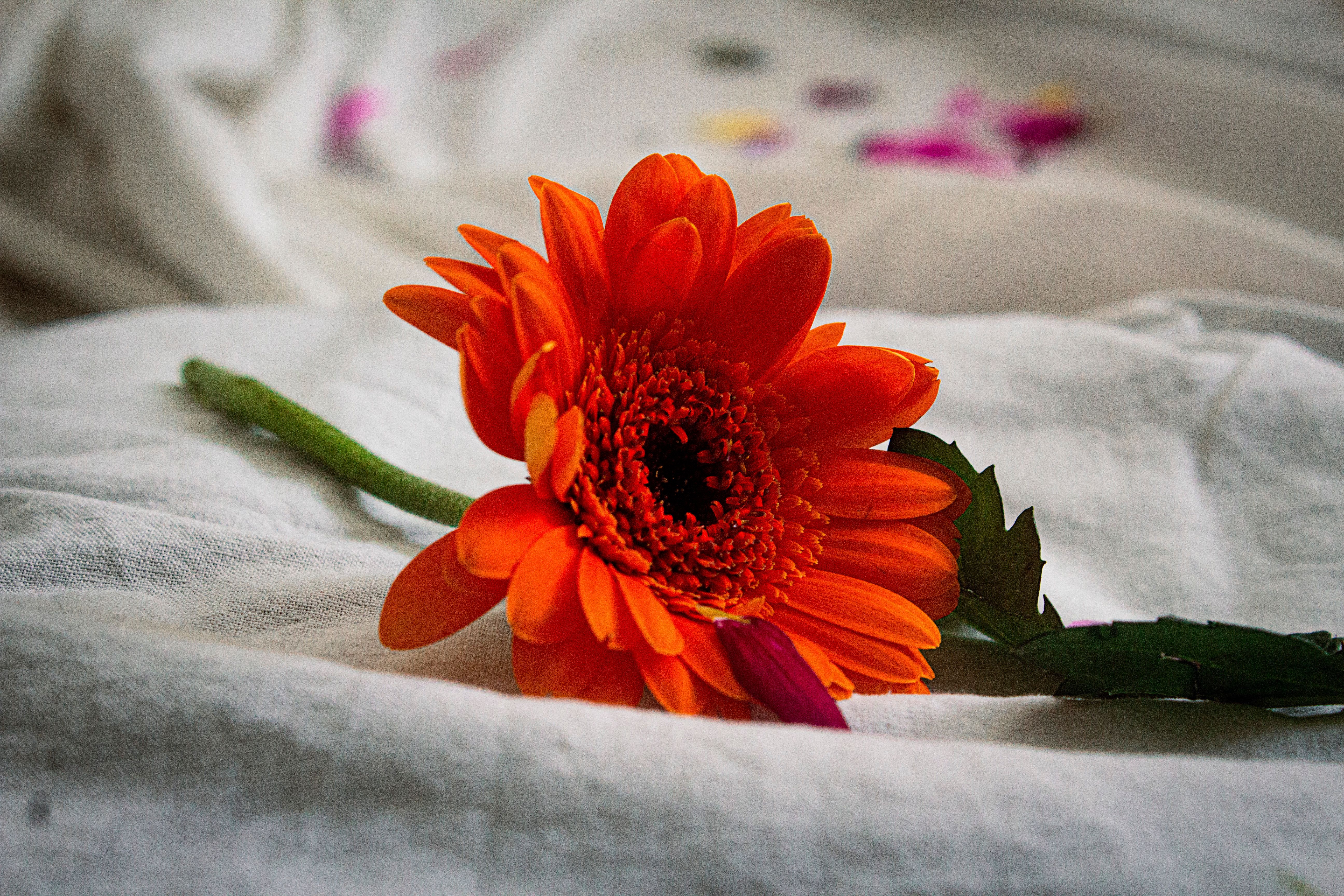 red flower